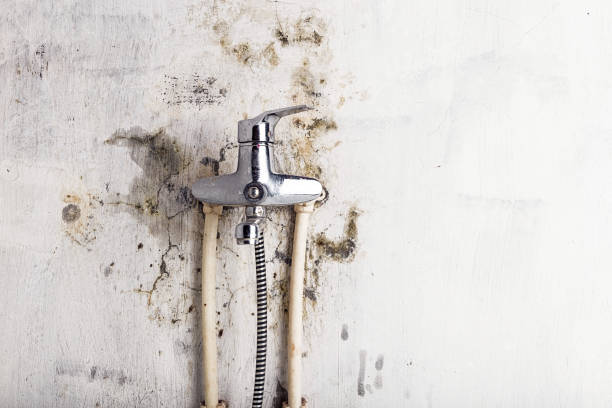 Best Best Mold Removal Companies  in Salem, UT