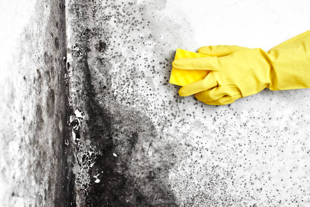 Best Residential Mold Removal  in Salem, UT