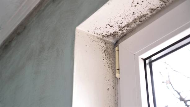 Best Residential Mold Removal  in Salem, UT