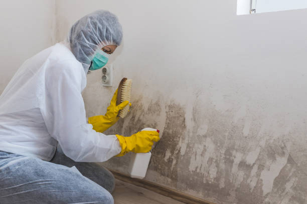 Best Professional Mold Removal  in Salem, UT