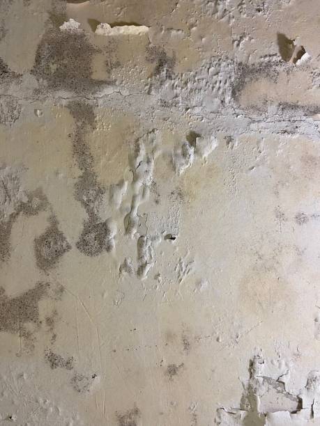Salem, UT Mold Removal Company