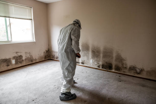 Best Mold Cleaning Services  in Salem, UT