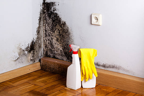 Best Affordable Mold Removal  in Salem, UT