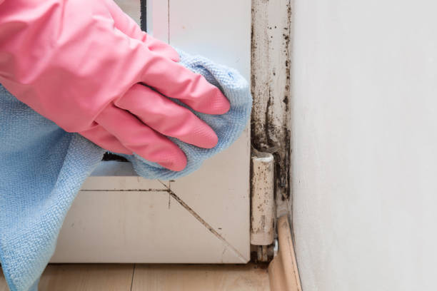 Best Fast Mold Removal  in Salem, UT