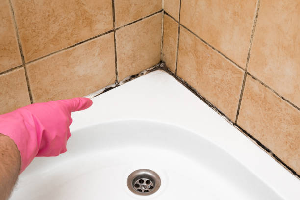 Best Emergency Mold Removal  in Salem, UT