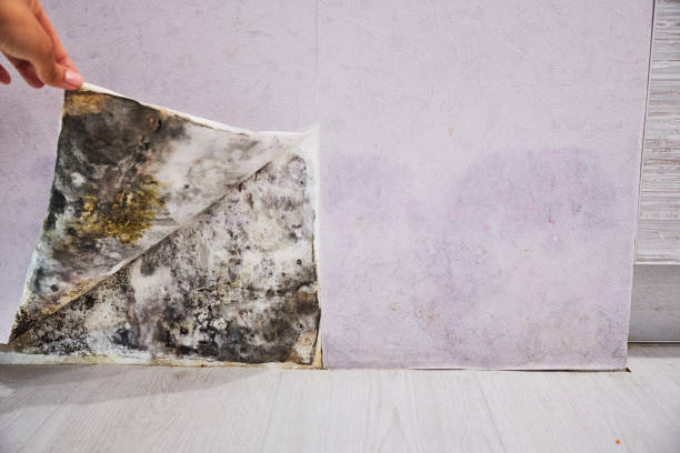 Best Water Damage Restoration  in Salem, UT